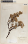 Arctostaphylos pungens image