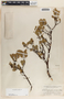 Arctostaphylos pungens image
