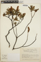 Comarostaphylis polifolia image