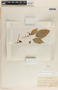 Cavendishia quereme image