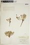 Euphorbia fendleri image