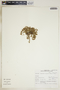 Euphorbia fendleri image