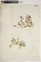 Euphorbia fendleri image