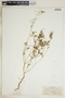 Euphorbia floridana image