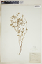 Euphorbia floridana image