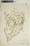 Euphorbia floridana image
