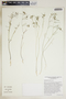 Euphorbia floridana image