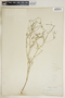 Euphorbia floridana image