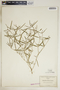 Euphorbia floridana image