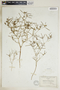 Euphorbia floridana image