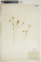 Euphorbia floridana image