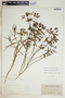 Euphorbia floridana image