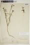 Euphorbia floridana image
