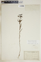 Euphorbia floridana image