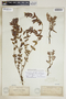 Euphorbia acuta image