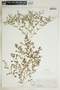 Euphorbia glyptosperma image