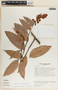 Cavendishia callista image