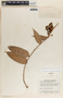 Cavendishia callista image