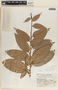 Cavendishia callista image