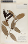 Cavendishia callista image