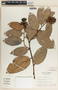 Cavendishia callista image