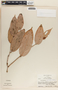 Cavendishia callista image