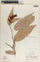 Cavendishia callista image