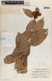 Cavendishia callista image