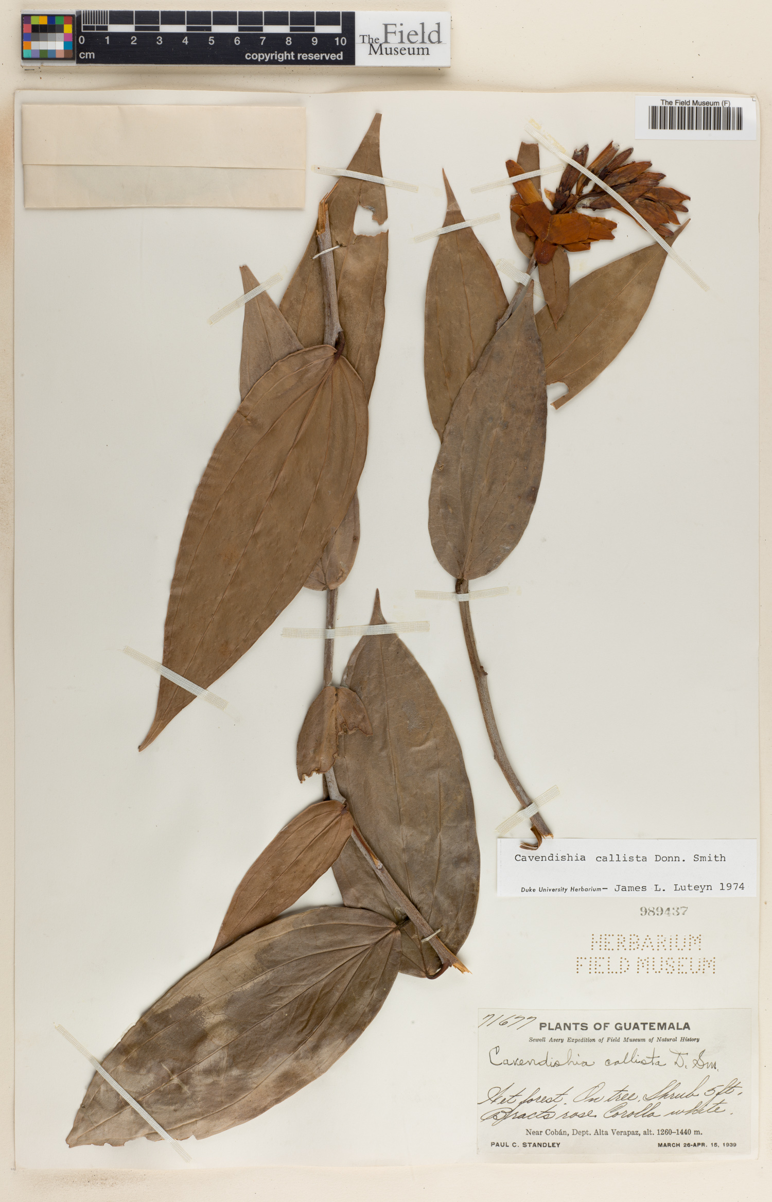 Cavendishia callista image