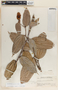 Cavendishia callista image