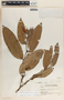 Cavendishia callista image