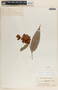 Cavendishia callista image