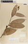 Cavendishia callista image