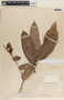 Cavendishia callista image