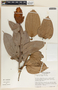 Cavendishia callista image