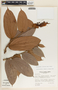 Cavendishia callista image
