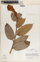 Cavendishia callista image