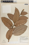 Cavendishia callista image