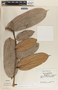 Cavendishia callista image