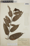 Cavendishia callista image