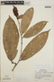 Cavendishia callista image