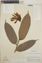 Cavendishia callista image