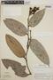 Cavendishia callista image