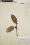 Cavendishia callista image