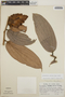 Cavendishia callista image