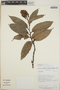 Cavendishia callista image