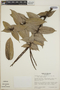 Cavendishia callista image