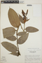 Cavendishia callista image