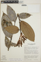 Cavendishia callista image