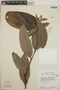 Cavendishia callista image